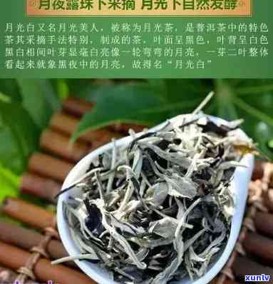 月光白普洱茶：一种独特的冲泡艺术与生茶的魅力探究