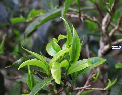 普洱茶单芽与单株：独特特点及其详解