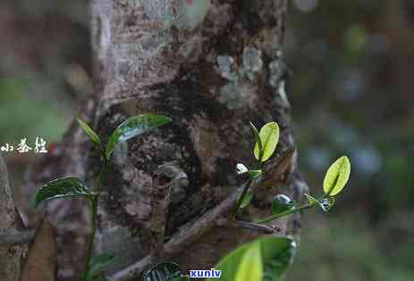 普洱单株生茶价格：年份、特点与功效一览表