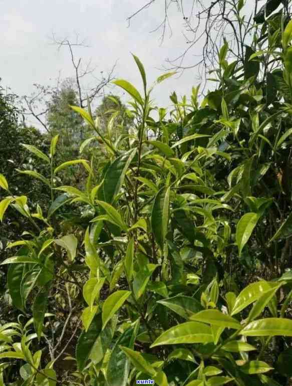 老班章大白菜茶：独特风味与亲民价格的普洱茶O2年推荐