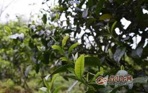 2020年老班章古茶树市场价值分析：春茶新秀普洱茶的潜在价值