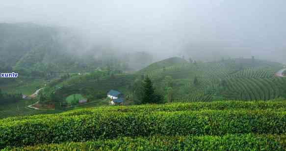 老班章特色普洱茶：雨水醇厚，回味悠长