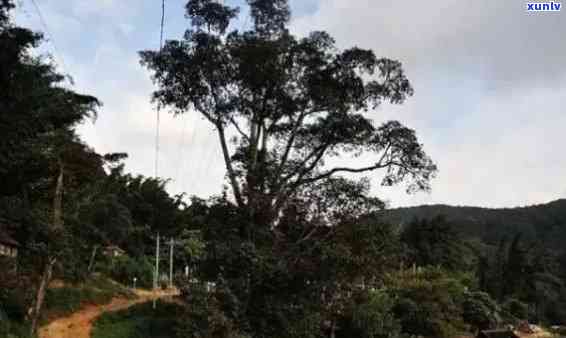 云南布朗山乡探秘老班章村：古茶香中的历与传统