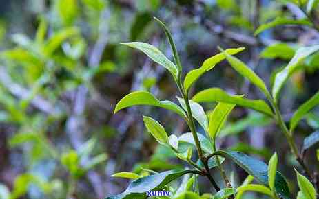 老班章山韵：勐海普洱茶的珍稀品种与独特风味