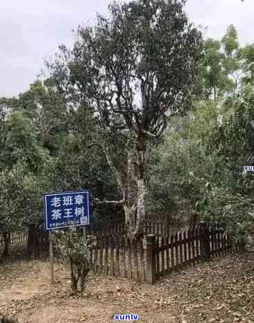 老班章茶王地价格：2021年老班章茶王树68万，老班章茶王之家与古树茶王揭秘