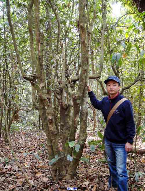 勐海古树普洱茶老班章批发价格及指南 - 京东云南特产