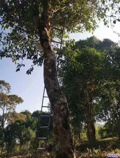 揭秘犀牛塘茶区的古树普洱茶产地与位置