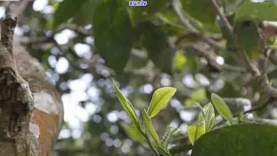 雨林深处的老班章古树普洱茶：官网独家揭秘这款珍贵茶叶的故事