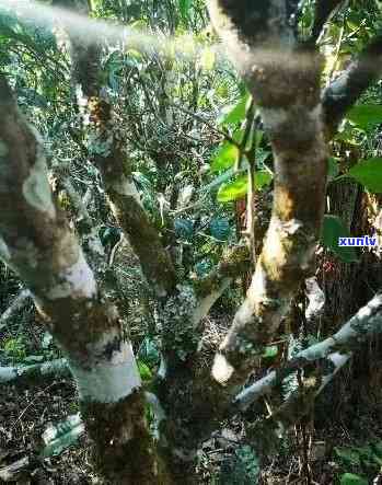 1976年布朗山老班章茶砖价格及古树茶介绍，探索布朗茶山的老班章传奇