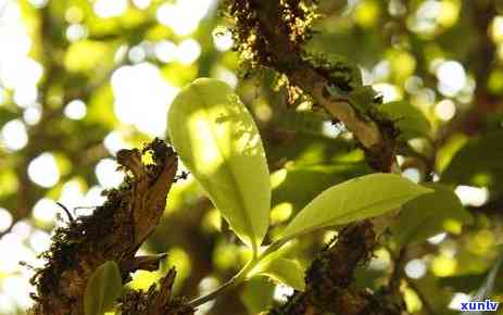 从老班章到帕沙：茶种迁徙的历、文化与地理探索