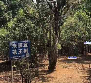 班章茶厂正品推荐：老字号茶园，正宗茶叶品种一应俱全，品质保证！