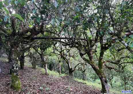 寻找老班章茶王地：地理位置、历背景和特色茶叶的全面介绍