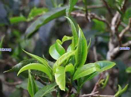 普洱茶春芽：品饮与功效详解，带你了解这一珍贵茶叶的含义