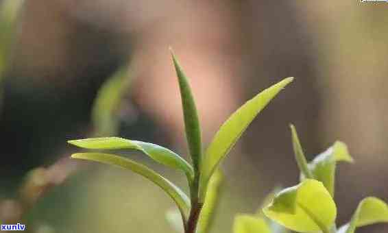 普洱茶春芽：品饮与功效详解，带你了解这一珍贵茶叶的含义