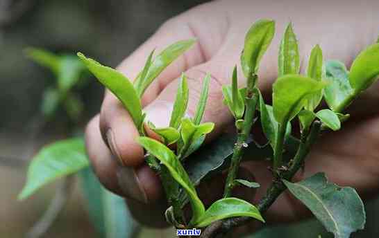 普洱茶春芽：品饮与功效详解，带你了解这一珍贵茶叶的含义