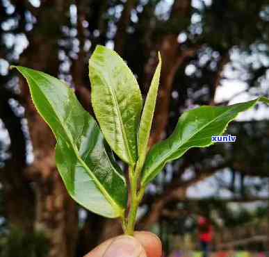 探寻古树春芽：普洱茶的独特魅力与意义