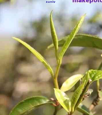 探寻古树春芽：普洱茶的独特魅力与意义