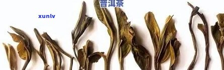 普洱茶梗的种类及其在普洱茶 *** 中的作用