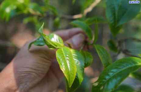 老班章古树茶的茶：怎么泡，口感特点，功效作用及价格详解