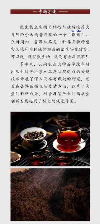 云南普洱茶：解锁自然的药用价值与生活美学