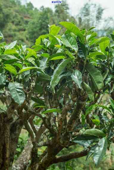 珍稀古茶树高清图片集：普洱茶文化之旅