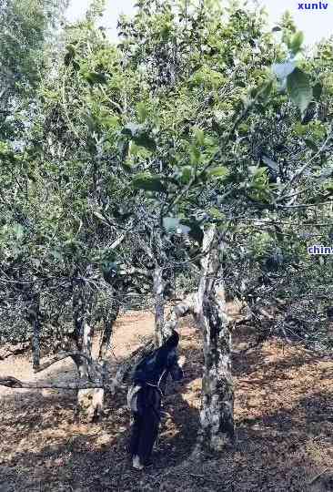 普洱茶产区探秘：揭秘老班章的独特魅力与产地特色