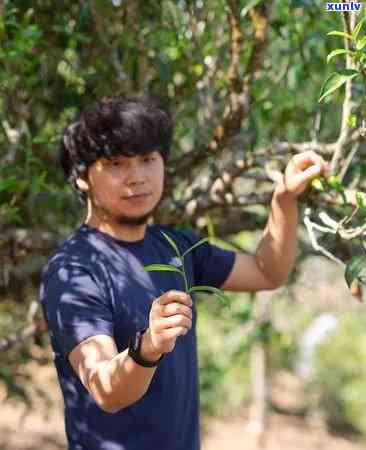 云南老班章古树春茶