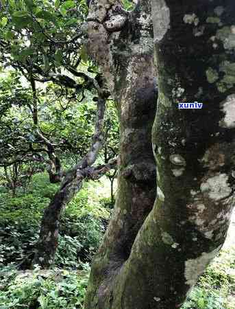 老班章古树茶的特点口感、品种及价格：2021年最新信息，357克售价揭秘！