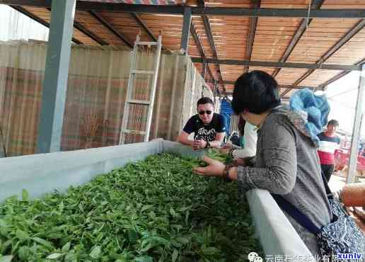 新 '古树韵味老班章熟茶——龙凤茶厂精选普洱茶体验'