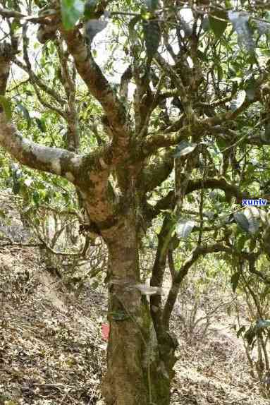 老班章村千年古茶树价格与鉴