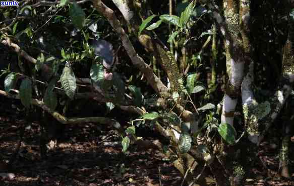 老班章古树茶：独特普洱茶的全面解析与功效作用探究