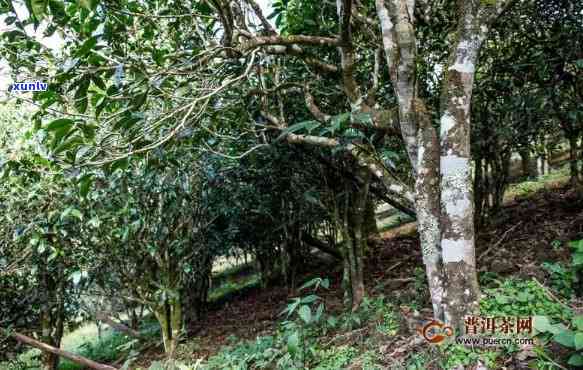 雷达山和老班章区别