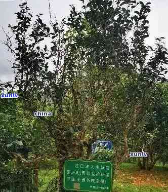 探究老班章茶产地：正宗普洱茶与品质之间的关联