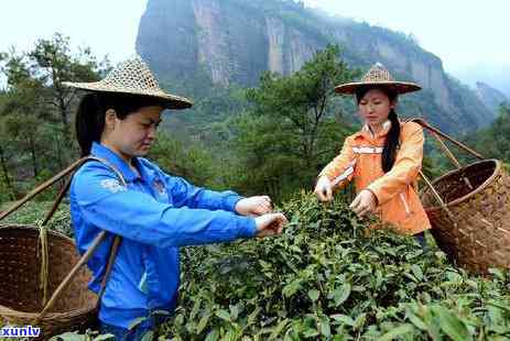 从茶园到茶杯：普洱茶的完整 *** 流程解析