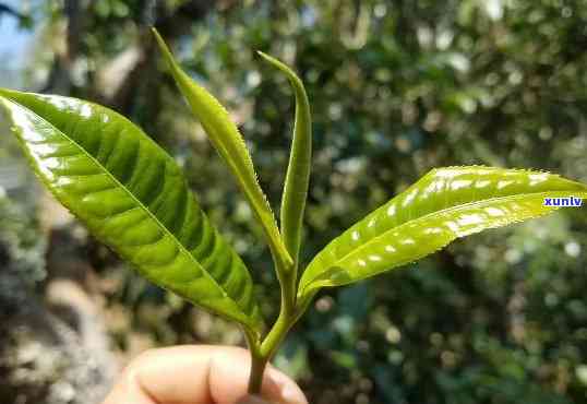 普洱茶树叶的精美包装与文化解析