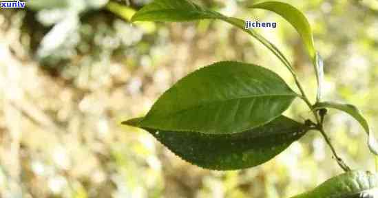 98年普洱茶饼价格表大全：98年普洱茶饼能卖多少钱？98年的普洱茶饼贵吗？