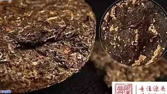 普洱茶中的金色成分是什么？如何区分不同种类的金色普洱茶？