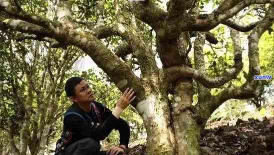 探索老班章古树茶的魅力：口感特点、香气醇厚与独特风味详解