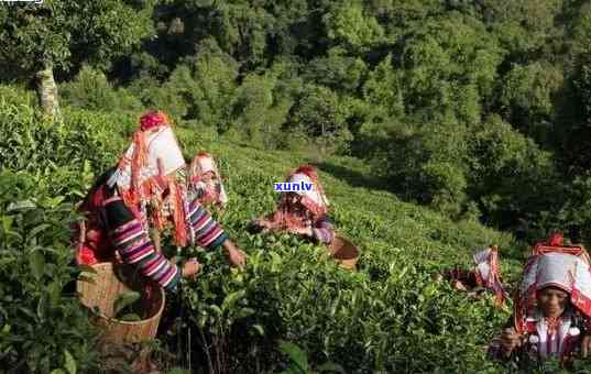 云南普洱茶：探寻普洱市的别名与民族特色