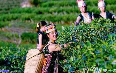 云南普洱茶：探寻普洱市的别名与民族特色