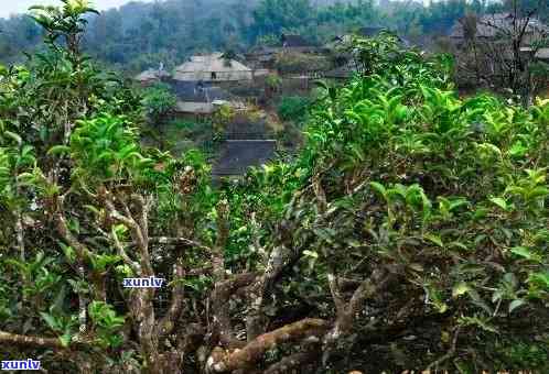 勐海县老班章村：古朴普洱茶乡的静秘境