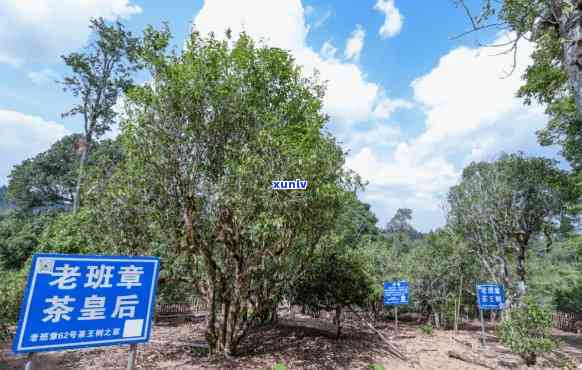 老班章勐海二级公路