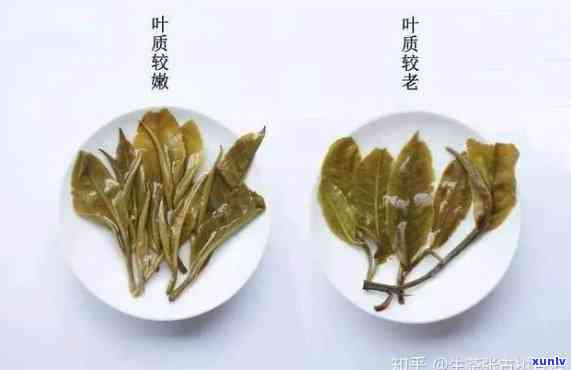 普洱茶中的古树茶：叶底对比与品鉴技巧详解