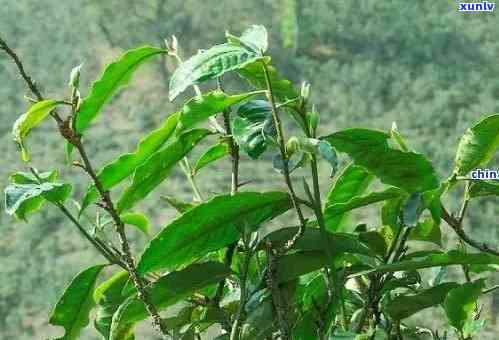 探秘老班章古树茶：普洱茶中的稀有品种及其独特魅力