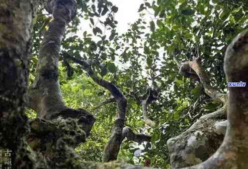 探寻景迈古树普洱茶的独特魅力：口感、特色与解析