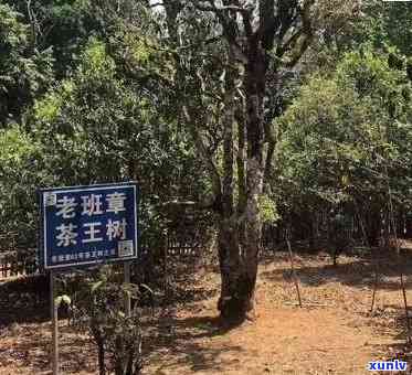 老班章茶的产地、特点和功效：一篇全面了解的文章