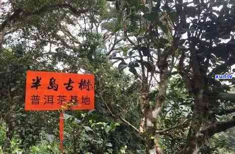 兴荣号普洱茶：哪个厂家生产的高品质普洱茶？