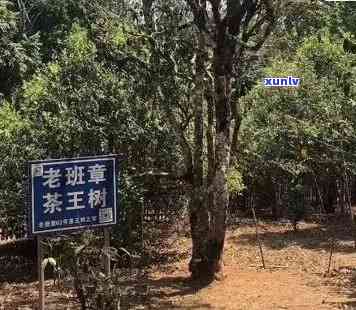 探究老班章茶王：古树普洱茶叶的价格与品质分析