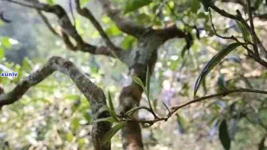 云南山野间古茶树普洱茶，寻觅那份独特的味道