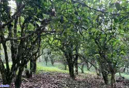 云南老班章茶产地及价格：探究古树茶在云南的神秘之地